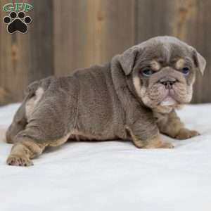 Indigo Pearl, English Bulldog Puppy